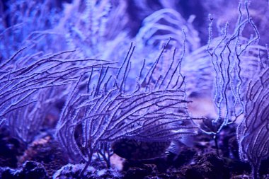 Okyanus tabanında bir grup denizanası, saklı balık, gümüş rengi