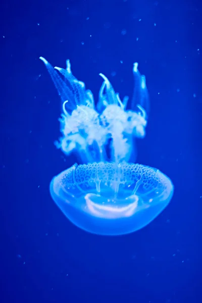 Grupo Medusas Brancas Flutuando Oceano Fluorescentes Azuis Brilhantes — Fotografia de Stock