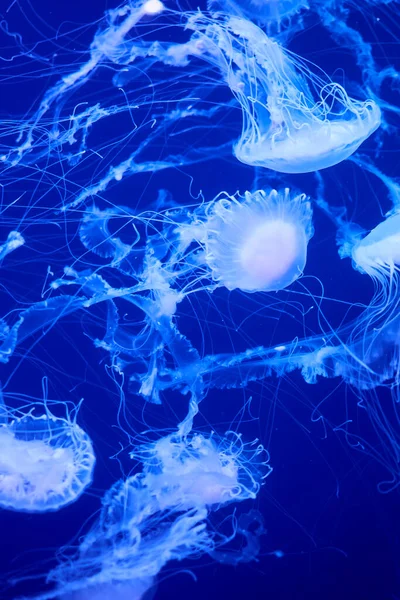 Okyanusta Yüzen Bir Grup Beyaz Denizanası Floresan Mavi Parlak Stok Resim