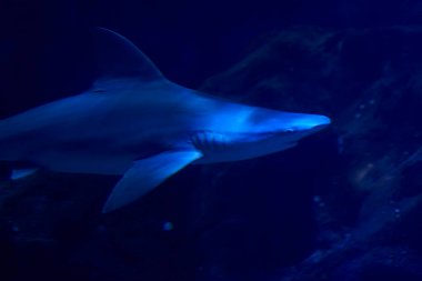 Okyanusta yüzen gri köpekbalığı, kayalar, balık, kum, ışık, mavi