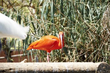 Kızıl aynalar küçük bir balığı yiyorlar, renkli, ahşap, yeşil