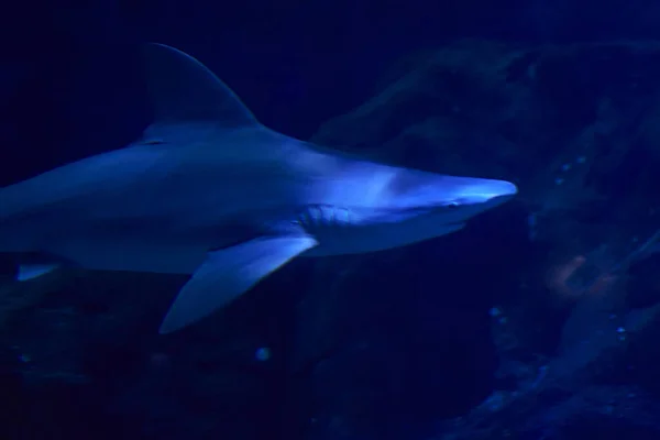 Tubarão Cinzento Nadando Oceano Rochas Peixes Areia Luz Azul — Fotografia de Stock