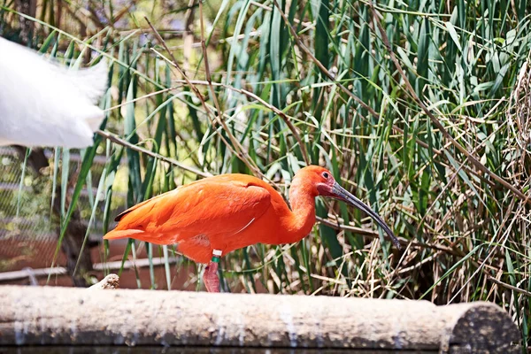 Ibis Escarlata Comiendo Pez Pequeño Colorido Madera Verde — Foto de Stock