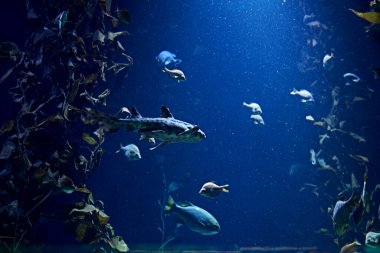 Okyanusta bir takım akvaryum balığı, temiz kum, deniz tabanı, karanlık.