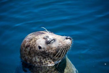 Suyun yüzeyinde yüzen bir kaz başı, memeli, güneşli bir gün, burun.