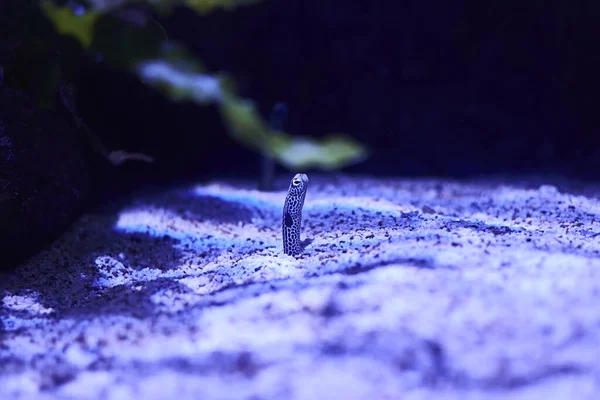 Garden Eel Coming Out Sand Sea Floor Bright — Stock Photo, Image