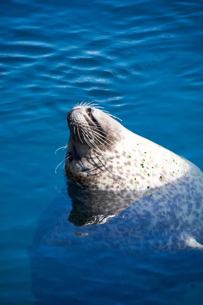 Cabeza Ganso Común Nadando Sobre Superficie Del Agua Mamífero Día —  Fotos de Stock