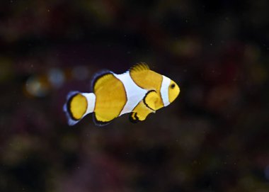 Palyaço balığı okyanusta yüzüyor, renkli, turuncu, kum, yosun, ışık