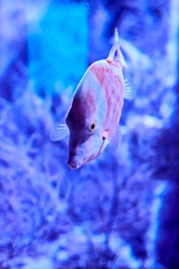 Raor balığı denizde yüzüyor. algler, kayalar, parlaklık, okyanus