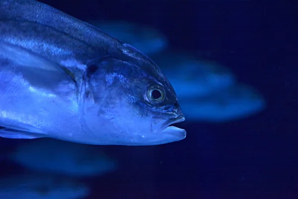 Fisk Huvud Simmar Havet Makrofotografier Detaljer — Stockfoto