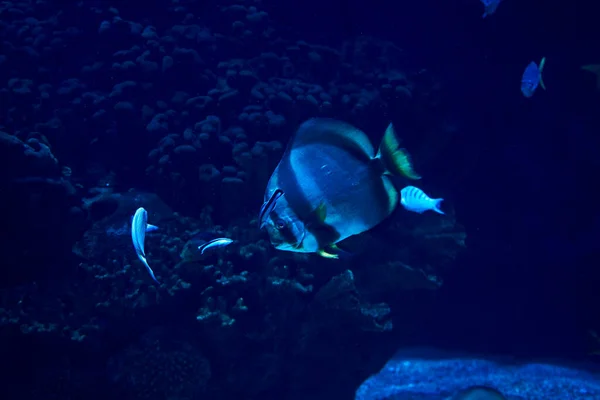 Poisson Rouge Nageant Dans Mer Rocher Illuminé Bleu — Photo