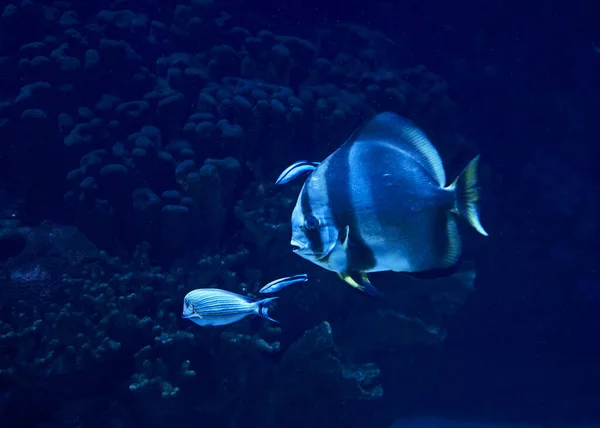 Guldfenad Fisk Som Simmar Havet Sten Belyst Blå — Stockfoto