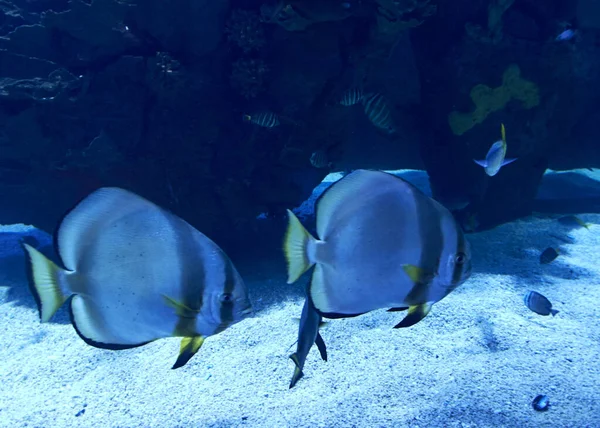 Aranyuszony Hal Úszás Tengerben Szikla Megvilágított Kék — Stock Fotó