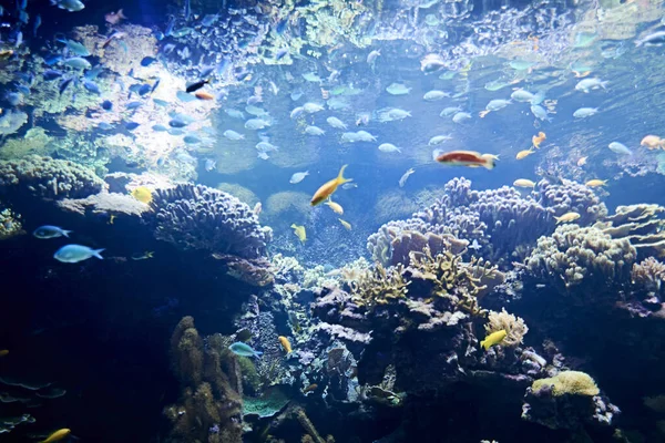 Ljusfärgad Fisk Stora Havet Flerfärgad Lysande Liv Stenar Alger — Stockfoto