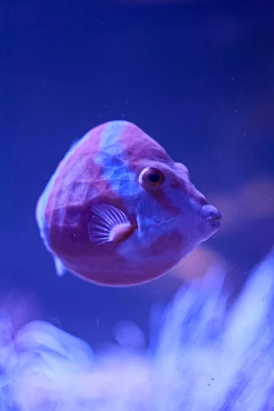 Raor Peces Nadando Mar Algas Rocas Luminosidad Océano —  Fotos de Stock