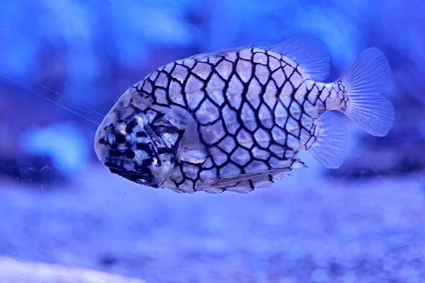 Ananas Fisk Som Simmar Havet Alger Stenar Luminositet Hav — Stockfoto