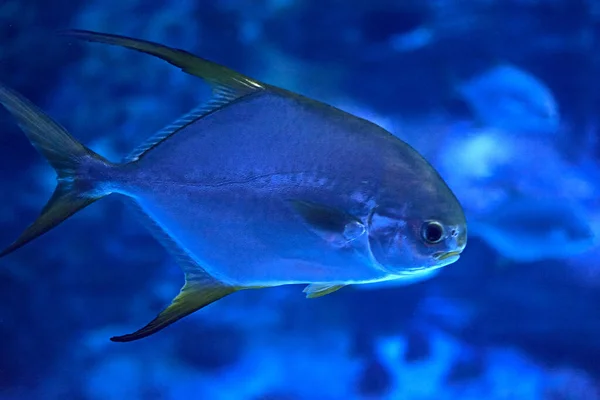 Golden Fin Fish Swimming Sea Rock Illuminated Blue — Stock Photo, Image