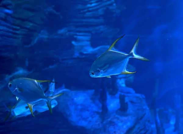 Peixe Aleta Dourado Nadando Mar Rocha Iluminado Azul — Fotografia de Stock
