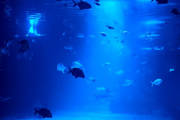 Okyanusta Bir Takım Akvaryum Balığı Temiz Kum Deniz Tabanı - Stok İmaj