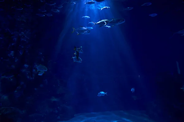 Okyanusta Bir Takım Akvaryum Balığı Temiz Kum Deniz Tabanı Telifsiz Stok Imajlar