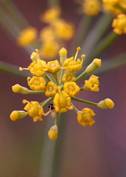 Partes Uma Flor Amarela Pistilo Antena Pétalas Close Macrofotografia — Fotografia de Stock