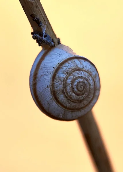 나무줄기에 달팽이 나이테 매크로 — 스톡 사진