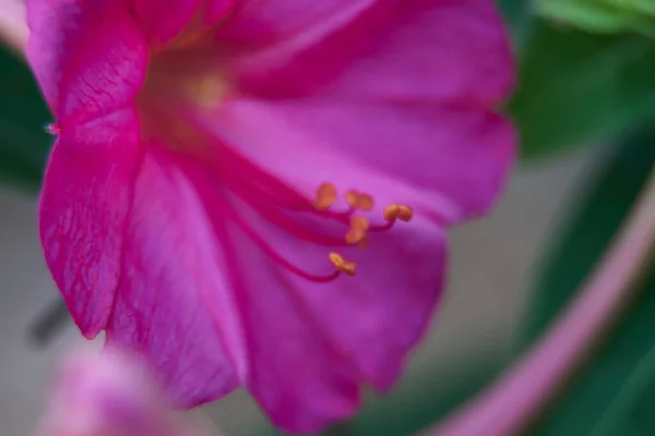 Pequena Flor Violeta Campo Macrofotografia Detalhes — Fotografia de Stock