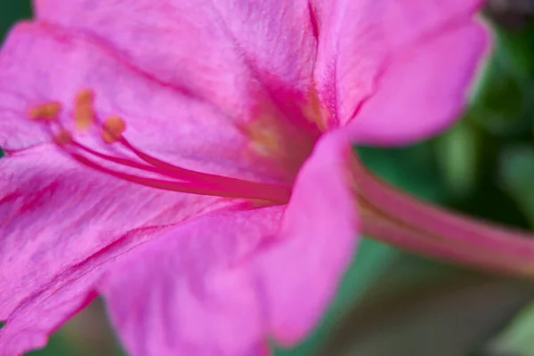 Pequena Flor Violeta Campo Macrofotografia Detalhes — Fotografia de Stock