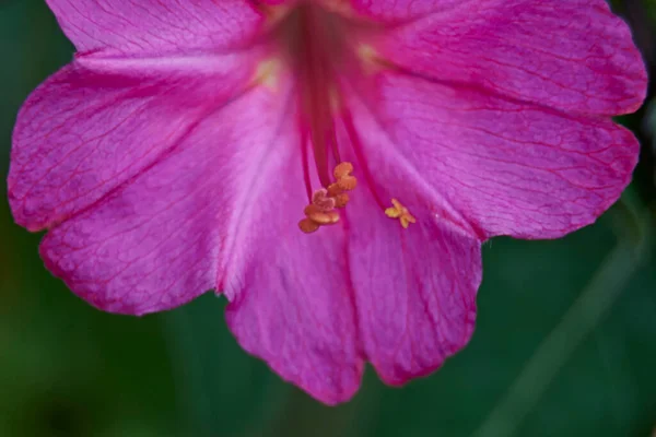 Pequena Flor Violeta Campo Macrofotografia Detalhes — Fotografia de Stock