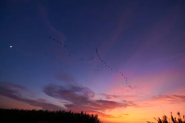Puesta Sol Sobre Las Cañas Las Aves Día Brillante Nubes — Foto de Stock