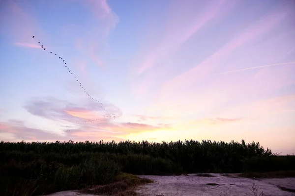 Puesta Sol Sobre Las Cañas Las Aves Día Brillante Nubes — Foto de Stock