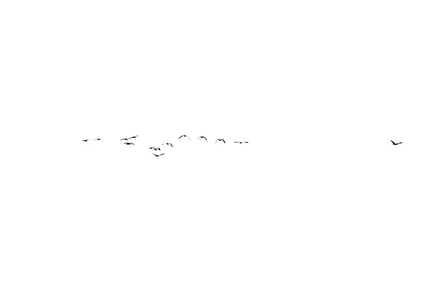 Conjunto Aves Volando Sobre Cielo Brillante Blanco Negro Minimalista —  Fotos de Stock
