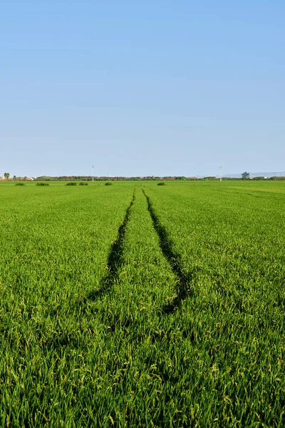 Pirinç Tarlasında Güneşli Günde Izler Yeşil Tarlalar Parlak Mavi Stok Fotoğraf