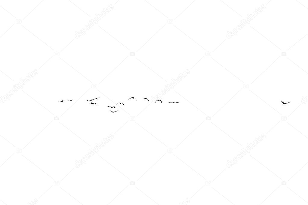 Set of birds flying over bright sky, black and white, minimalist