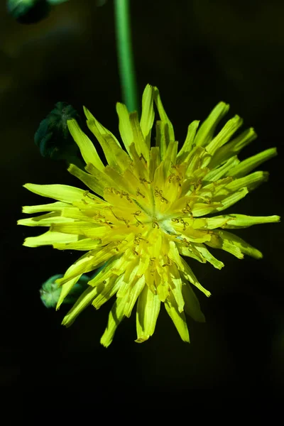 Delen Van Een Gele Bloem Stamper Antenne Bloemblaadjes Close Macro — Stockfoto