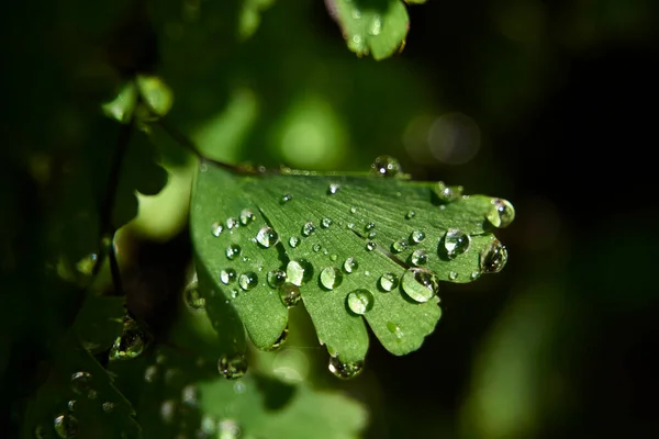 Fern Leaves Small Drops Water Details Macro Photography — Stock Photo, Image