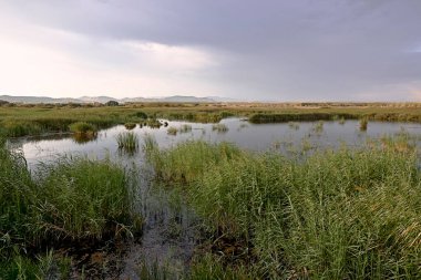 Gün batımında sazlıklar, güneş ışınları, bulutlar, yeşil, yalnız