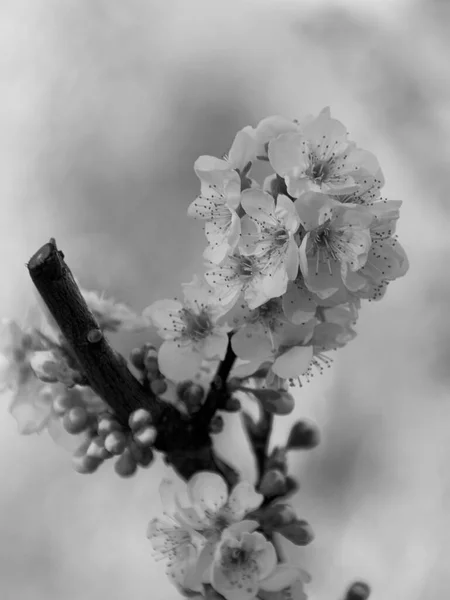 Parlak Günde Kiraz Çiçekleri Odaklanmamış Arka Plan Dal Siyah Beyaz — Stok fotoğraf