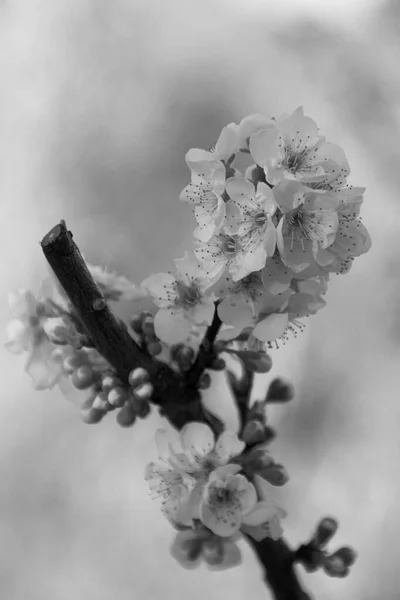 Parlak Günde Kiraz Çiçekleri Odaklanmamış Arka Plan Dal Siyah Beyaz — Stok fotoğraf