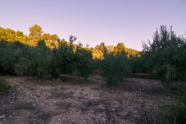 Ελαιώνες Γεμάτοι Ελιές Για Συγκομιδή Βιολογική Γεωργία Αιωνόβια Δέντρα — Φωτογραφία Αρχείου