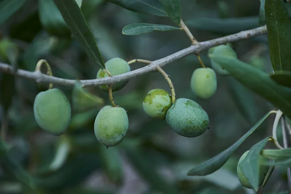 Zeytin Dalıyla Dolu Zeytin Makro Fotoğrafçılık Yağ — Stok fotoğraf