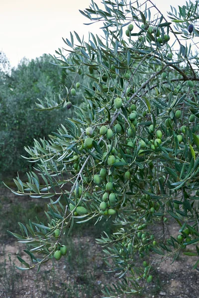 Hasat Için Zeytin Dolu Zeytin Tarlaları Organik Tarım Yüzyıllık Ağaçlar — Stok fotoğraf