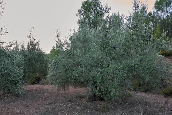 Olivolja Fält Fulla Oliver För Skörd Ekologiskt Jordbruk Hundraåriga Träd — Stockfoto