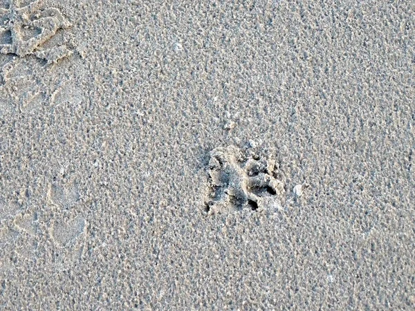 Dog Footprints Sand Rain Shores Baltic Sea — Stock Photo, Image