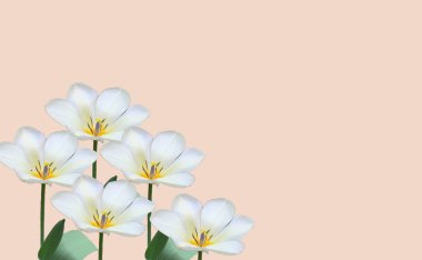 Bej arka planda sarı merkezli beş beyaz lale.