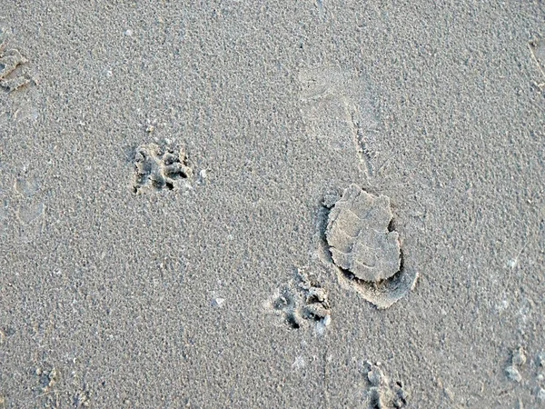 man and dog footprints in the sand after rain