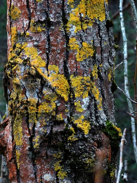 在模糊的背景上长着五颜六色苔藓的树干松树 — 图库照片