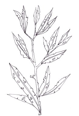 Grafik doğrusal siyah ve beyaz çizim dalı. Dar, uzun yapraklı, böceklerin delikleri var. Yüksek kaliteli illüstrasyon