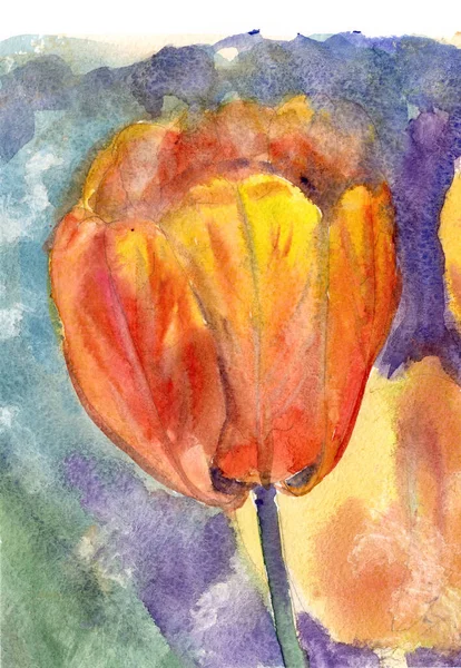 Acuarela Floreciente Tulipán Rojo Naranja Sobre Fondo Azul Verde Ilustración —  Fotos de Stock