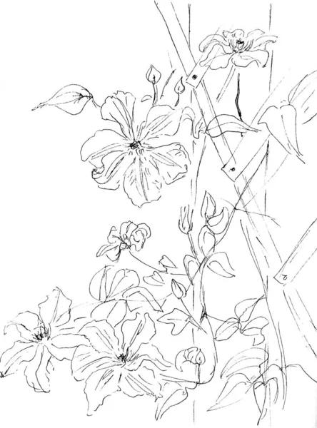 Grafikus lineáris fekete-fehér rajz fehér háttér clematis virágok a kerti támogatás — Stock Fotó